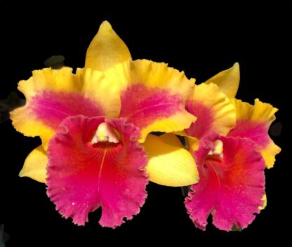 Cattleya Siam Fancy Wings of Fire-- yellow-orange blooms, light fragrance, hardy easy vigorous (NOT in-bud/bloom when shipped) - Image 2