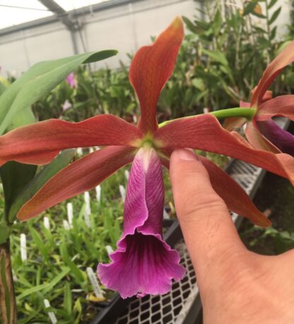 Laelia (Cattleya) tenebrosa, bronze blooms, fragrant, hardy, easy to grow (NOT in-bud/bloom when shipped) - Image 3
