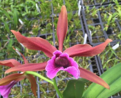 Laelia (Cattleya) tenebrosa, bronze blooms, fragrant, hardy, easy to grow (NOT in-bud/bloom when shipped) - Image 4
