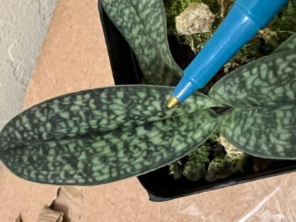 Paph armeniacum -- highly coveted yellow flower slipper orchid species lovely mottled leaves - Image 6