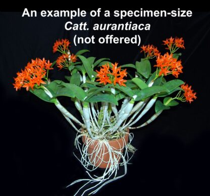 Cattleya aurantiaca -- hardy very ez to grow orchid species, cute deep orange blooms (NOT in-bud/bloom when shipped) - Image 4