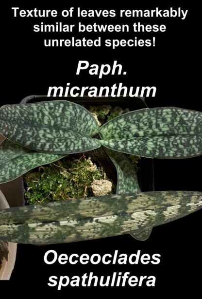 Paph armeniacum -- highly coveted yellow flower slipper orchid species lovely mottled leaves - Image 7