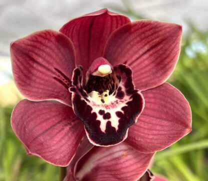 Cymbidium Cumberland Blues - vigorous orchid deep maroon blooms easy to grow can bloom (NOT in-bud/bloom when shipped)