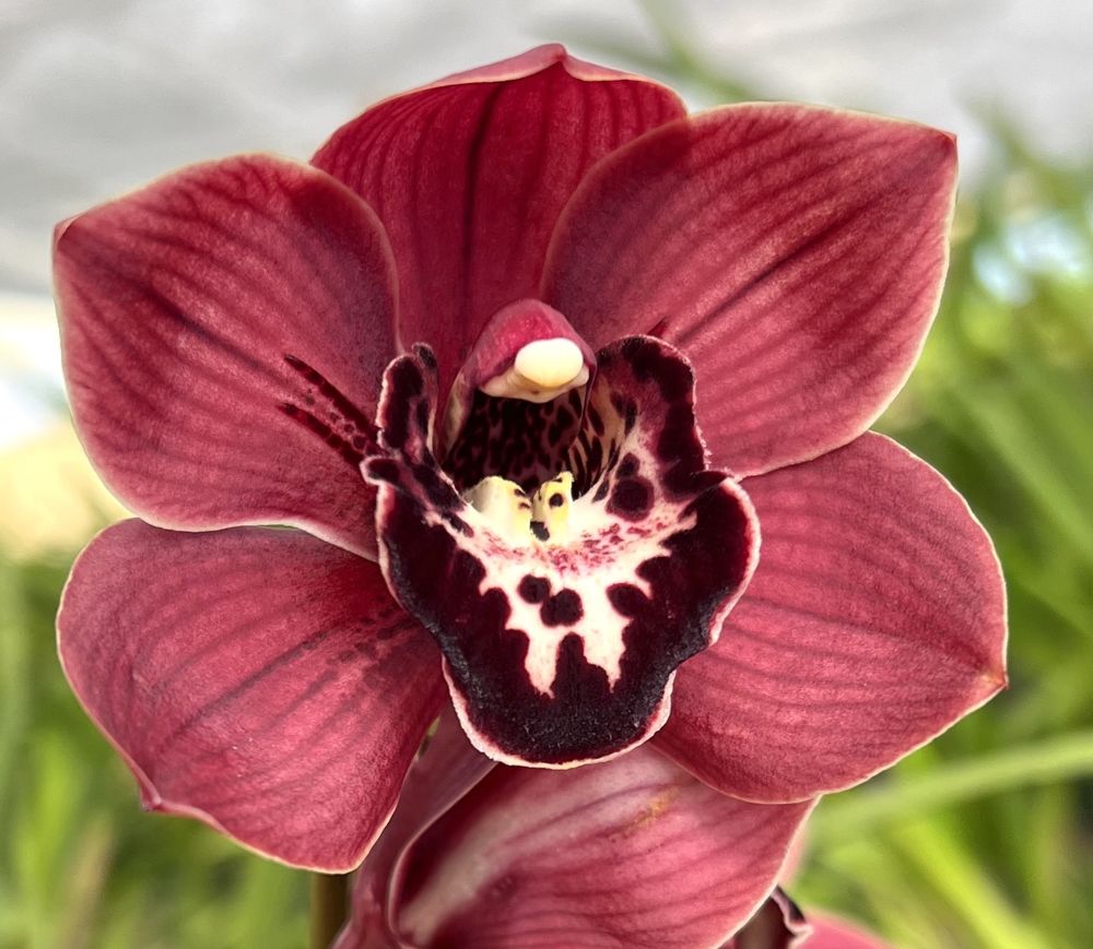 Cymbidium Cumberland Blues – vigorous orchid deep maroon blooms