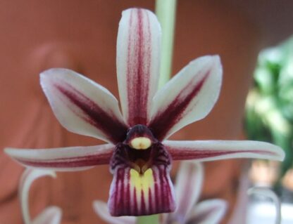 Cymbidium aloifolium - species pendulous blooms small footprint easy to grow (NOT in-bud/bloom when shipped)