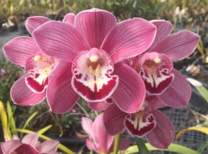 Cymbidium Amanda Hung - beautiful big pink blooms, vigorous easy to bloom (NOT in-bud/bloom when shipped)