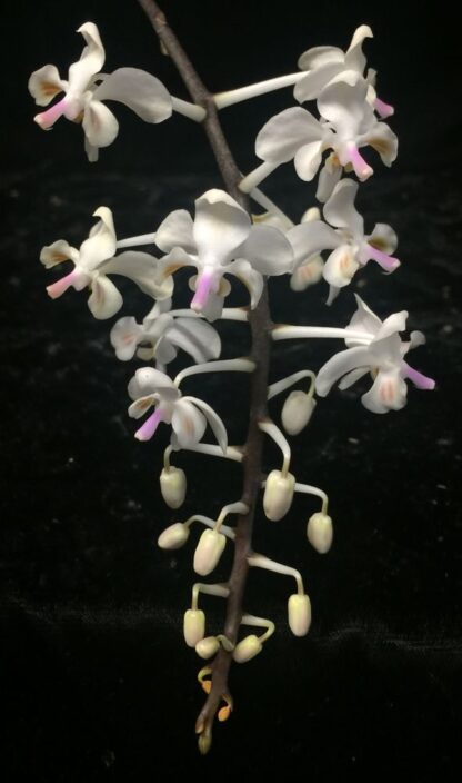 Phalaenopsis celebensis - fascinating flowers beautiful mottled leaves exotic but easy orchid species (not in-bud/bloom when shipped)
