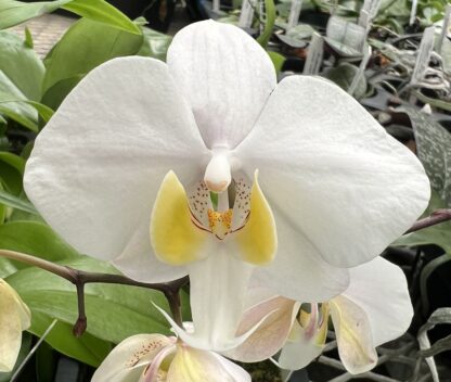 Phalaenopsis phillipinensis - beautiful mottled leaves, big blooms, easy to grow orchid species (not in-bud/bloom when shipped)