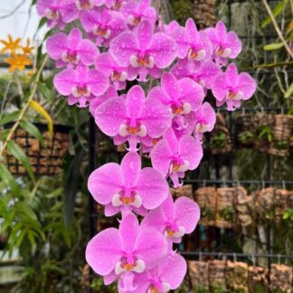 Phalaenopsis schilleriana - impressive cascading fragrant blooms, mottled leaves, ez grow orchid species (not in-bud/bloom when shipped)