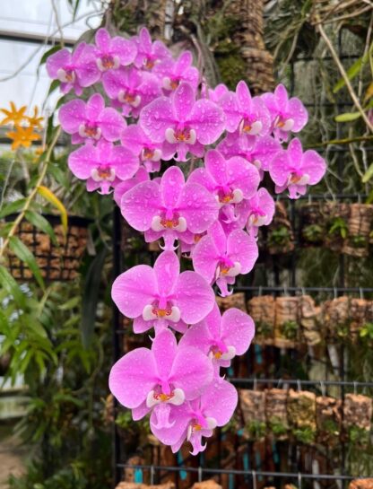Phalaenopsis schilleriana - impressive cascading fragrant blooms, mottled leaves, ez grow orchid species (not in-bud/bloom when shipped)