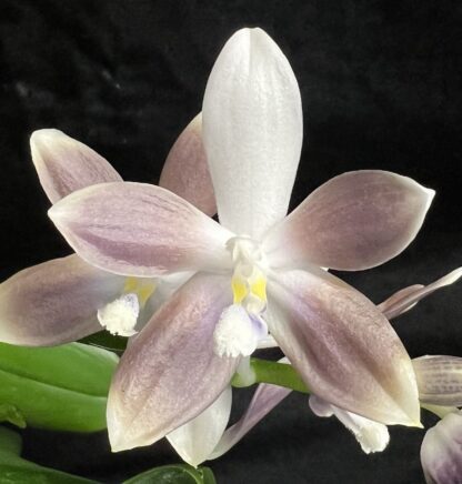 Phalaenopsis tetraspis - unusual flower patterns, compact easy to grow orchid species (not in-bud/bloom when shipped)