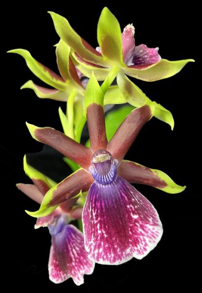 Zygo Conching - metallic green fragrant blooms easy orchid (not in-bud/bloom when shipped)