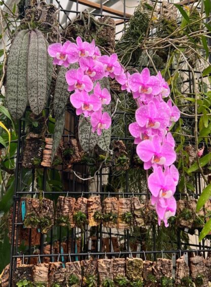 Phalaenopsis schilleriana - impressive cascading fragrant blooms, mottled leaves, ez grow orchid species (not in-bud/bloom when shipped) - Image 2