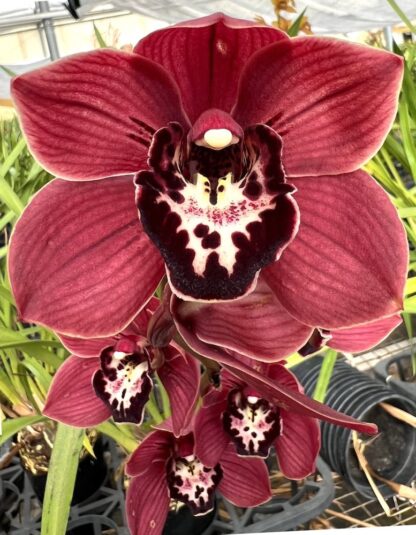 Cymbidium Cumberland Blues - vigorous orchid deep maroon blooms easy to grow can bloom (NOT in-bud/bloom when shipped) - Image 2