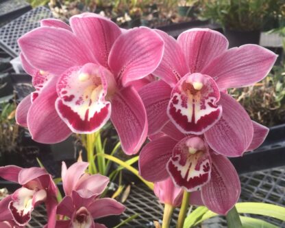 Cymbidium Amanda Hung - beautiful big pink blooms, vigorous easy to bloom (NOT in-bud/bloom when shipped) - Image 2