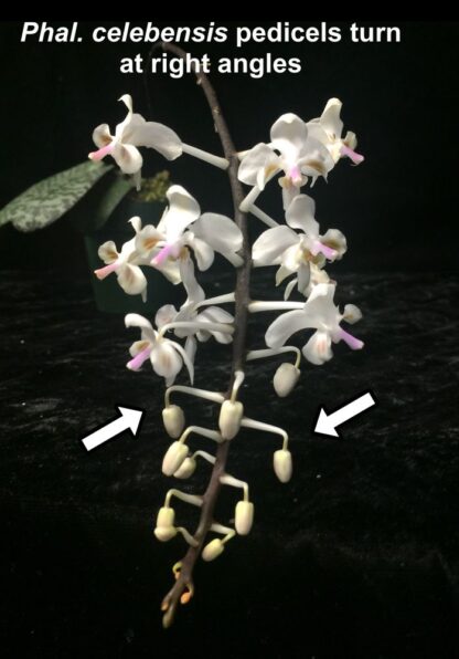 Phalaenopsis celebensis - fascinating flowers beautiful mottled leaves exotic but easy orchid species (not in-bud/bloom when shipped) - Image 2
