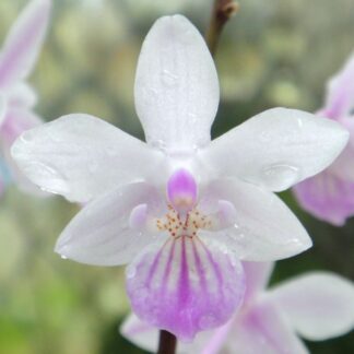 Phalaenopsis lindenii - beautiful mottled leaves, miniature compact easy to grow orchid species (not in-bud/bloom when shipped)