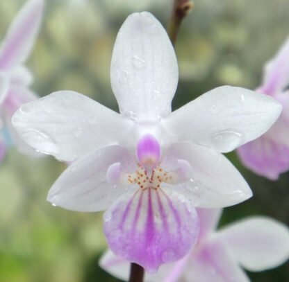 Phalaenopsis lindenii - beautiful mottled leaves, miniature compact easy to grow orchid species (not in-bud/bloom when shipped)