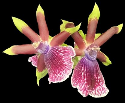 Zygo Conching - metallic green fragrant blooms easy orchid (not in-bud/bloom when shipped) - Image 2