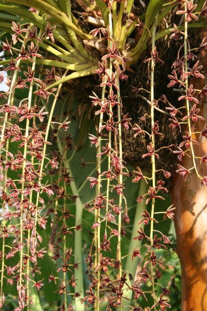 Cymbidium aloifolium - species pendulous blooms small footprint easy to grow (NOT in-bud/bloom when shipped) - Image 2