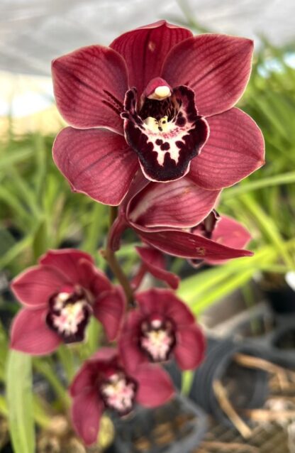 Cymbidium Cumberland Blues - vigorous orchid deep maroon blooms easy to grow can bloom (NOT in-bud/bloom when shipped) - Image 3