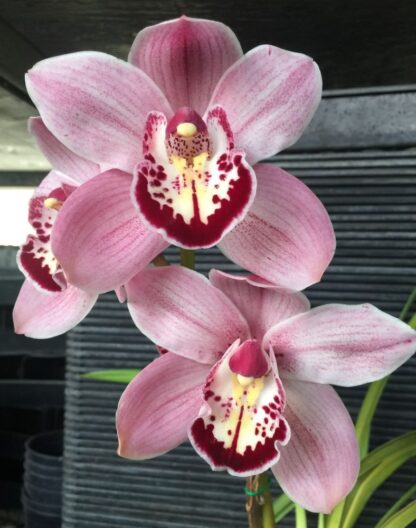 Cymbidium Amanda Hung - beautiful big pink blooms, vigorous easy to bloom (NOT in-bud/bloom when shipped) - Image 3