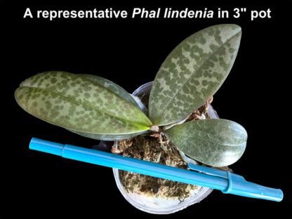 Phalaenopsis lindenii - beautiful mottled leaves, miniature compact easy to grow orchid species (not in-bud/bloom when shipped) - Image 2