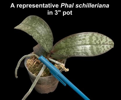 Phalaenopsis schilleriana - impressive cascading fragrant blooms, mottled leaves, ez grow orchid species (not in-bud/bloom when shipped) - Image 4