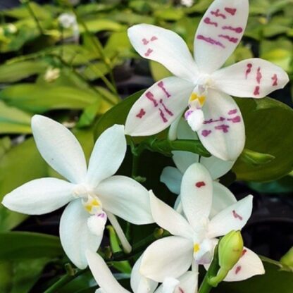 Phalaenopsis tetraspis - unusual flower patterns, compact easy to grow orchid species (not in-bud/bloom when shipped) - Image 2