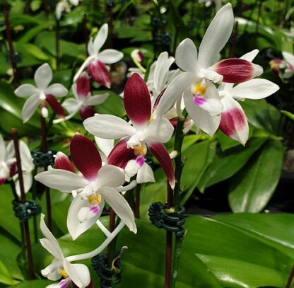 Phalaenopsis tetraspis - unusual flower patterns, compact easy to grow orchid species (not in-bud/bloom when shipped) - Image 3