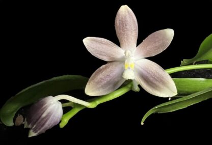 Phalaenopsis tetraspis - unusual flower patterns, compact easy to grow orchid species (not in-bud/bloom when shipped) - Image 4
