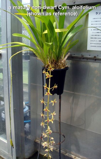 Cymbidium aloifolium - species pendulous blooms small footprint easy to grow (NOT in-bud/bloom when shipped) - Image 3