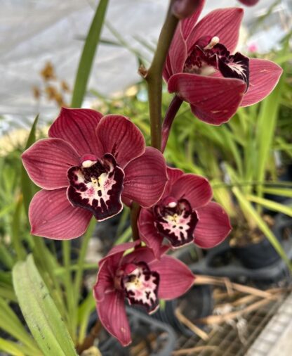 Cymbidium Cumberland Blues - vigorous orchid deep maroon blooms easy to grow can bloom (NOT in-bud/bloom when shipped) - Image 4