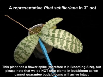 Phalaenopsis schilleriana - impressive cascading fragrant blooms, mottled leaves, ez grow orchid species (not in-bud/bloom when shipped) - Image 5
