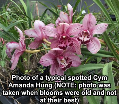 Cymbidium Amanda Hung - beautiful big pink blooms, vigorous easy to bloom (NOT in-bud/bloom when shipped) - Image 4
