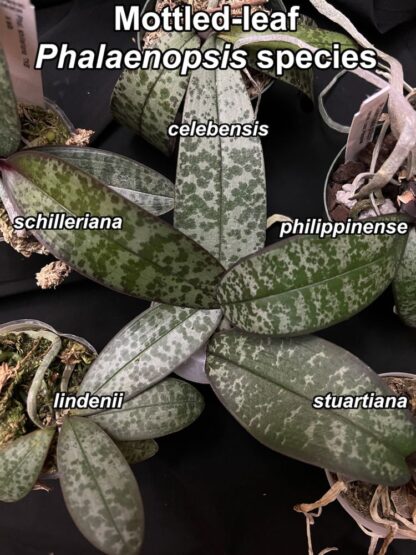 Phalaenopsis lindenii - beautiful mottled leaves, miniature compact easy to grow orchid species (not in-bud/bloom when shipped) - Image 3