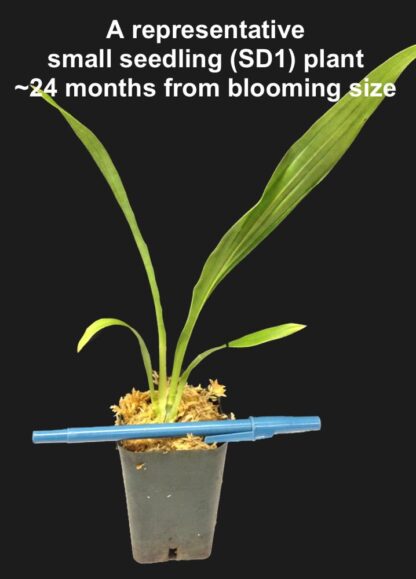 Zygo Conching - metallic green fragrant blooms easy orchid (not in-bud/bloom when shipped) - Image 3