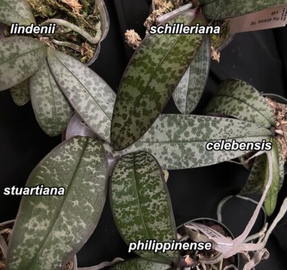 Phalaenopsis schilleriana - impressive cascading fragrant blooms, mottled leaves, ez grow orchid species (not in-bud/bloom when shipped) - Image 7