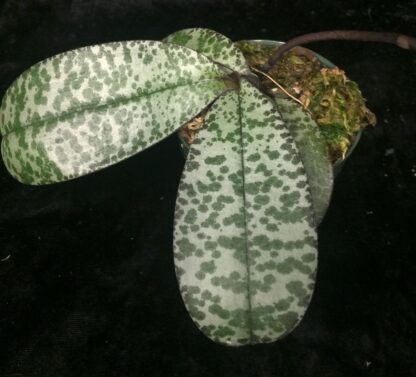 Phalaenopsis celebensis - fascinating flowers beautiful mottled leaves exotic but easy orchid species (not in-bud/bloom when shipped) - Image 4