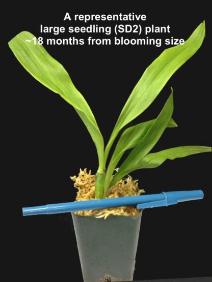 Zygo Conching - metallic green fragrant blooms easy orchid (not in-bud/bloom when shipped) - Image 4
