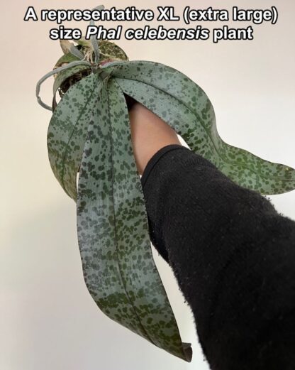 Phalaenopsis celebensis - fascinating flowers beautiful mottled leaves exotic but easy orchid species (not in-bud/bloom when shipped) - Image 5