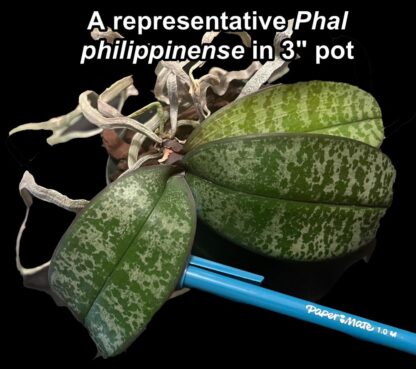 Phalaenopsis phillipinensis - beautiful mottled leaves, big blooms, easy to grow orchid species (not in-bud/bloom when shipped) - Image 3