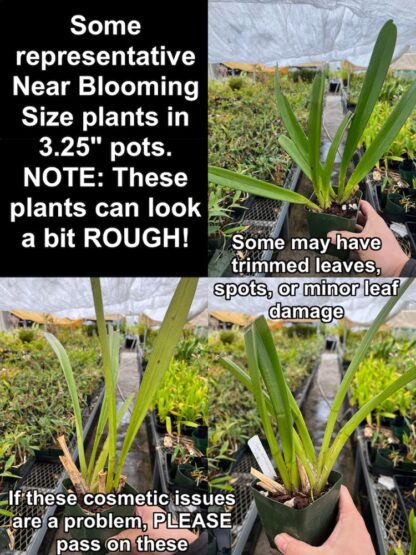 Cymbidium aloifolium - species pendulous blooms small footprint easy to grow (NOT in-bud/bloom when shipped) - Image 4
