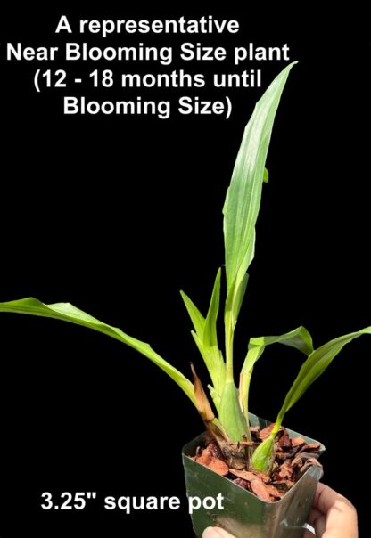 Zygo Conching - metallic green fragrant blooms easy orchid (not in-bud/bloom when shipped) - Image 5