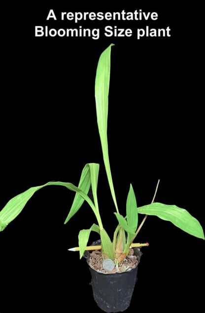 Zygo Conching - metallic green fragrant blooms easy orchid (not in-bud/bloom when shipped) - Image 6