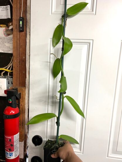 Orchid Insanity - Vanilla planifolia – BIG 3-foot vine Live Plant, The Most Commercially Important Orchid – yes, Vanilla Flavor Comes from an Orchid, Grows Like a Vine (not in Bud/Bloom When Shipped) - Image 2