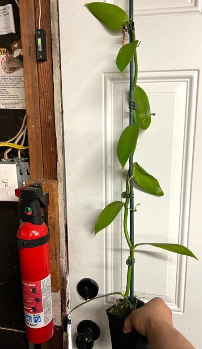Orchid Insanity - Vanilla planifolia – BIG 3-foot vine Live Plant, The Most Commercially Important Orchid – yes, Vanilla Flavor Comes from an Orchid, Grows Like a Vine (not in Bud/Bloom When Shipped) - Image 3