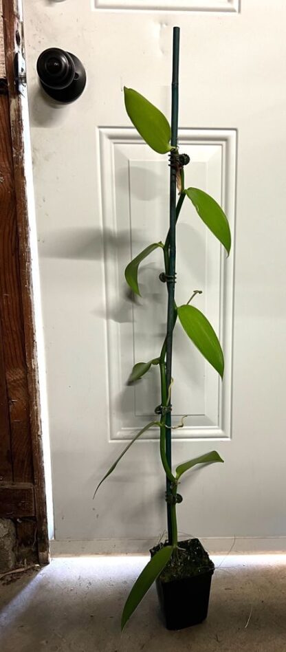 Orchid Insanity - Vanilla planifolia – BIG 3-foot vine Live Plant, The Most Commercially Important Orchid – yes, Vanilla Flavor Comes from an Orchid, Grows Like a Vine (not in Bud/Bloom When Shipped) - Image 4