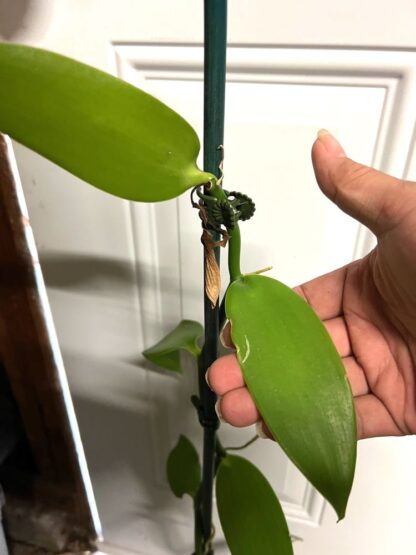Orchid Insanity - Vanilla planifolia – BIG 3-foot vine Live Plant, The Most Commercially Important Orchid – yes, Vanilla Flavor Comes from an Orchid, Grows Like a Vine (not in Bud/Bloom When Shipped) - Image 5