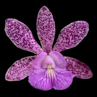 Cattleya Magairlin -- hardy ez to grow orchid, violet blooms (NOT in-bud/bloom when shipped)